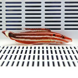 Red-orange striped fish with dark horizontal bands in a bright white aquarium space.
