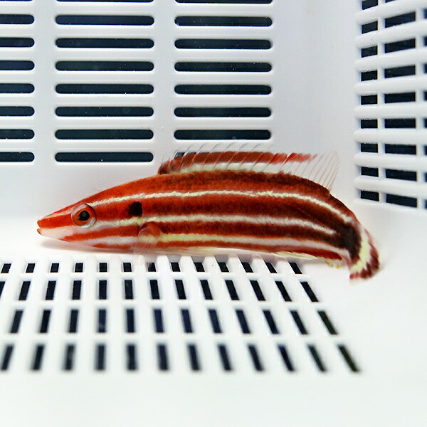 シマキツネベラ 8-11cm± ! 海水魚 ベラ 餌付け!15時までのご注文で当日発送(t122