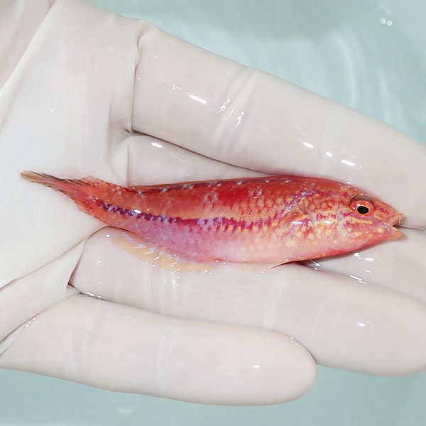 【現物2】ピンテールフェアリーラス 7.5cm±! 海水魚 ベラ !15時までのご注文で当日発送(t122(t207