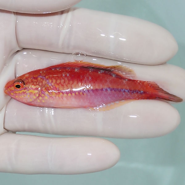 【現物2】ピンテールフェアリーラス 7.5cm±! 海水魚 ベラ !15時までのご注文で当日発送(t122(t207