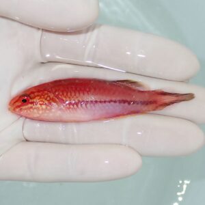 Small red-orange fish held gently in a gloved hand over a pale background.