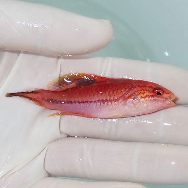 【現物3】ピンテールフェアリーラス 7.5cm±! 海水魚 ベラ !15時までのご注文で当日発送(t122(t207