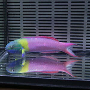 Bright tropical fish with a blue head, yellow midsection, and pink body swimming in an aquarium, with a grid-pattern back panel and a reflection on the water surface.