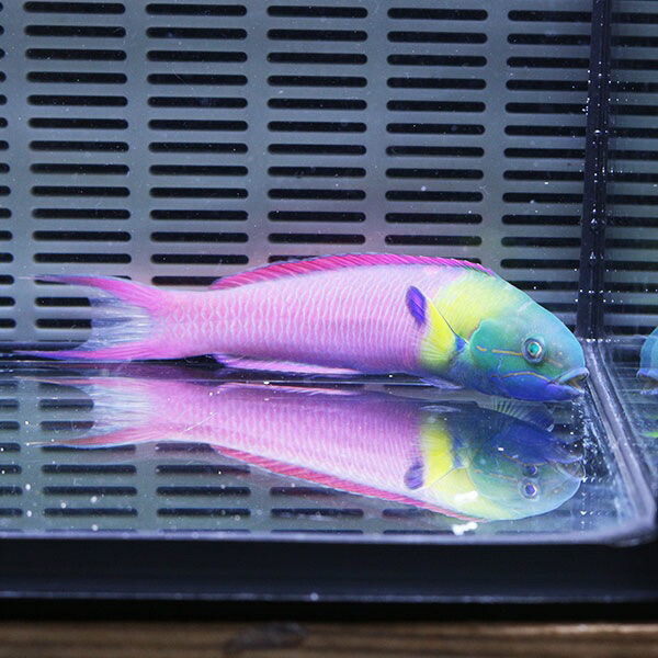 コガシラベラ♂ 11-13cm± ! 海水魚 ベラ 餌付け!15時までのご注文で当日発送(t122