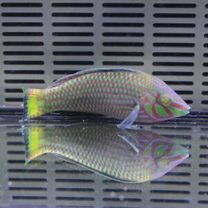 Colorful parrotfish with turquoise, lime, and purple patterns, swimming in a glass tank with a vented background and its reflection on the water surface.
