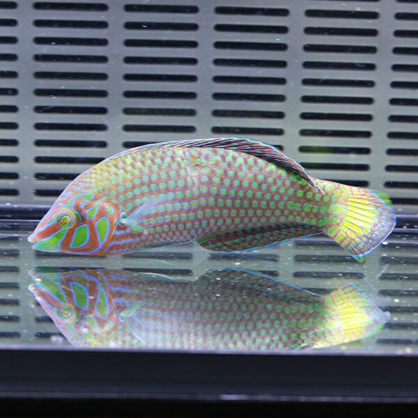 クマドリキュウセン 6-8cm± ! 海水魚 ベラ 15時までのご注文で当日発送(t122