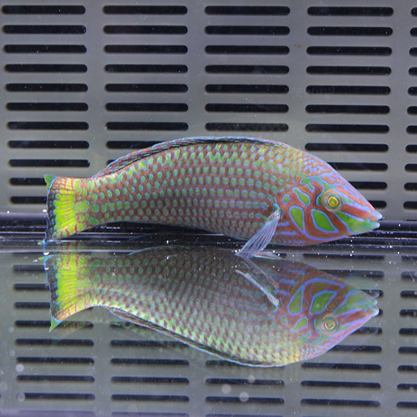 クマドリキュウセン 6-8cm± ! 海水魚 ベラ 15時までのご注文で当日発送(t122