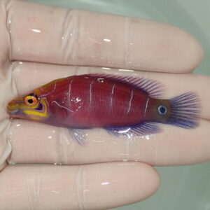 Tiny tropical fish with a red body, yellow face markings and blue-tipped fins held on a gloved hand.