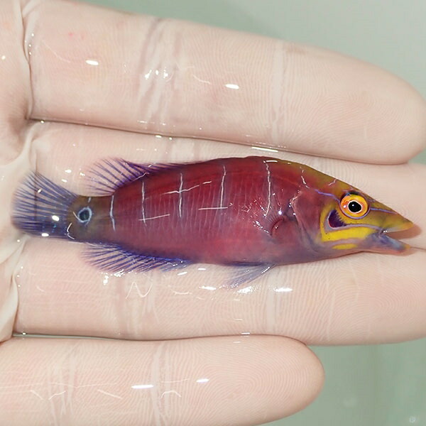 【現物5】オセレイトラス 6.5cm±!までのご注文で当日発送(t122(t207