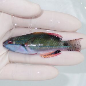 Small iridescent reef fish held between gloved fingers in water.