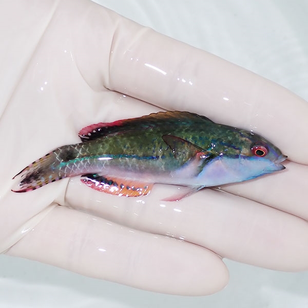 【現物1】エクスクジットラス 7.5cm ! 海水魚 ベラ 餌付け!15時までのご注文で当日発送(t122(t207