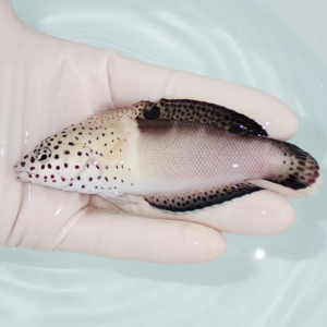 A small, pale fish with dark spots being held gently in a gloved hand over a light blue tub of water, showing its side profile.