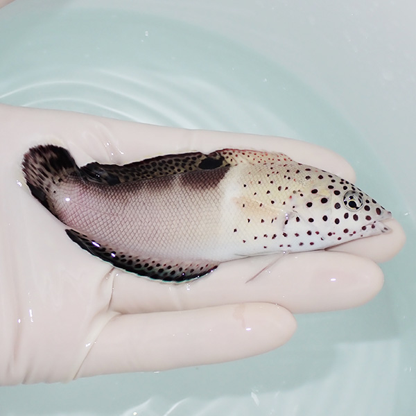 【現物】カンムリベラ 11cm! 海水魚 ベラ !15時までのご注文で当日発送(t122(t207