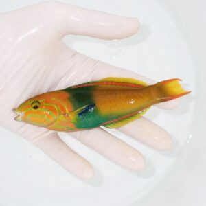Tiny tropical fish with bright orange, green, and blue stripes held in a gloved hand over a white tray.