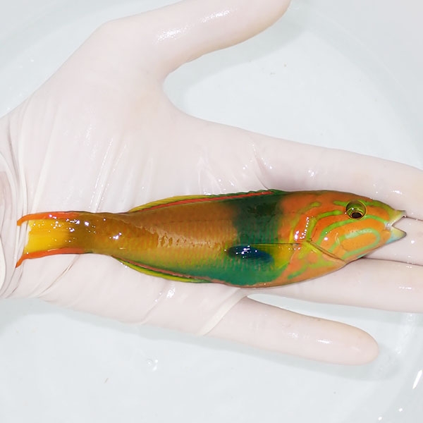 【現物3】ヤマブキベラ ♂ 13.5cm±!までのご注文で当日発送(t122(t207
