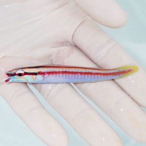 Small, brightly colored slender fish held in a gloved hand; red along the back, blue midsection, and yellow tail with a pale background.