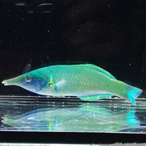 Green parrotfish with a bluish head and turquoise body swimming in an aquarium, its reflection visible on the water surface below.