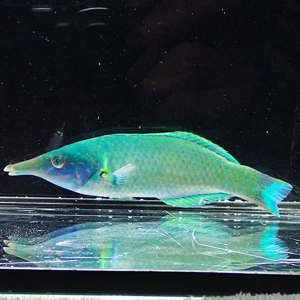 【サンプル】クギベラ ♂ 16-20cm±!までのご注文で当日発送(t122(t207