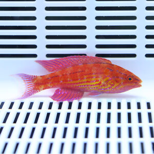 Bright orange-red fish with yellow stripes swimming in a white slotted tank/atrium backgrounded by vented white grid panels.