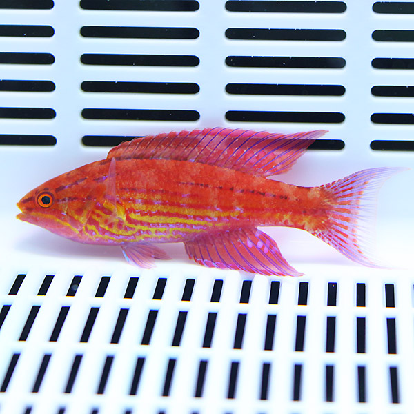 アンギュラーフラッシャーラス 4-6cm±!海水魚 ベラ15時までのご注文で当日発送(t122