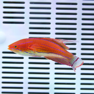 Bright orange fish with purple stripes swimming in front of a white vented background (aquarium specimen).