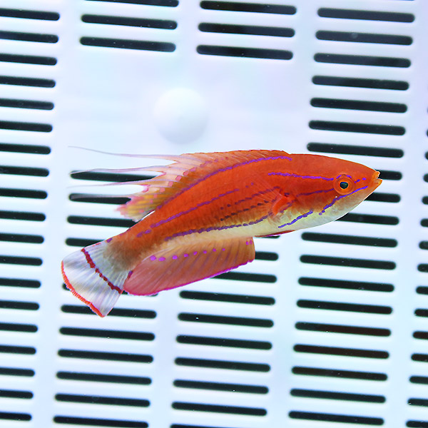 カーペンターズラス 4-6cm±! 海水魚 ベラ 15時までのご注文で当日発送(t122