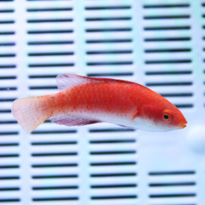 Side view of a bright red-orange fish swimming in an aquarium against a blue-striped background.