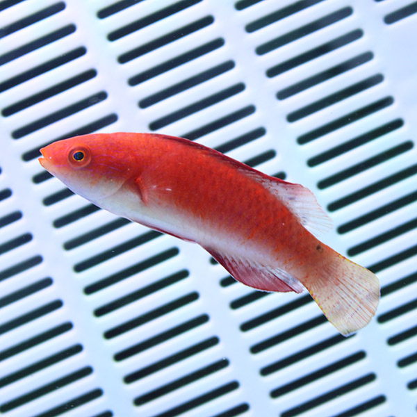 ルソンイトヒキベラ 4-6cm±!海水魚 ベラ15時までのご注文で当日発送(t122