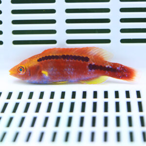 Bright orange fish with a black line along its back, resting on a white slotted surface in a tank.