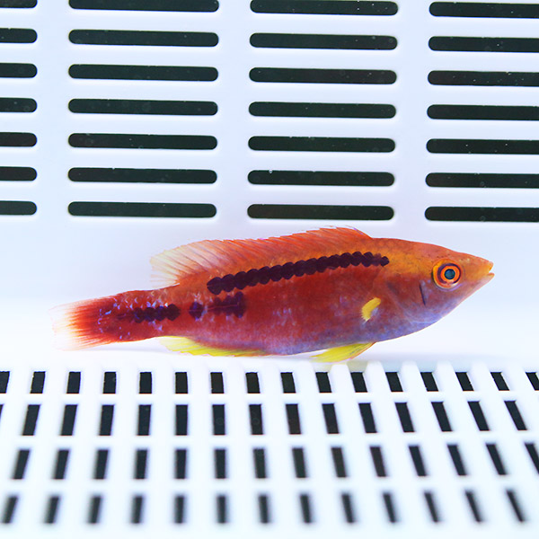 ラボックスラス 4-6cm±!海水魚 ベラ15時までのご注文で当日発送(t122