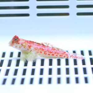 Tiny pink-and-white patterned fish resting on the white grid bottom of an aquarium.
