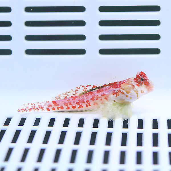 ミヤケテグリ 4-6cm±!海水魚 ベラ15時までのご注文で当日発送(t121