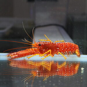 Bright red sea shrimp with long antennae on a glass surface, reflected below.