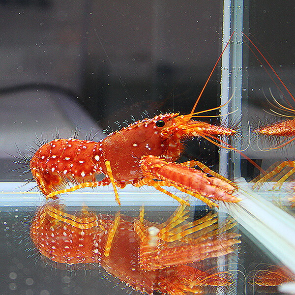 ショウグンエビ 5-7cm± 海水魚 エビ!【15時までのご注文で当日発送】(t129