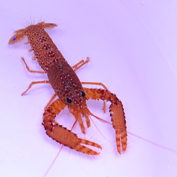 ショウグンエビ 5-7cm± 海水魚 エビ!【15時までのご注文で当日発送】(t129