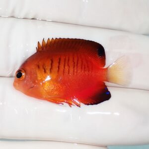 Bright orange-red tropical fish with black-tipped dorsal fin and pale yellow tail, held against a white glove.
