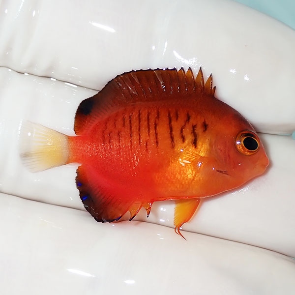 【現物1】粒エサOK ダイダイヤッコ 3.5cm±!海水魚 ヤッコ 15時までのご注文で当日発送(t111(t207
