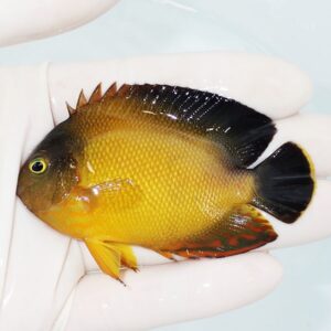 Orange-yellow tropical fish with black dorsal and tail fins held by gloved fingers in a pale background image.