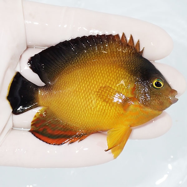 【現物】ヘラルドヤッコ色彩変異 7.5cm±!海水魚 ヤッコ 15時までのご注文で当日発送(t111(t207