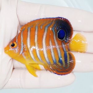 Small tropical fish with orange body and blue stripes held in a hand, yellow fins and a blue tail spot visible.