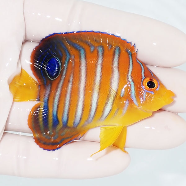 【現物15】粒エサOK モルディブ産インドニシキヤッコ 7cm±! 海水魚 ヤッコ 15時までのご注文で当日発送(t111