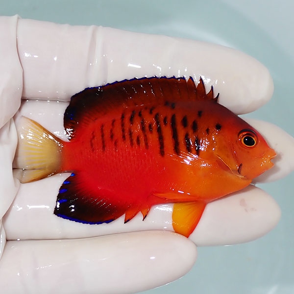【現物3】ダイダイヤッコ 6.5cm±!海水魚 ヤッコ 15時までのご注文で当日発送(t111(t207