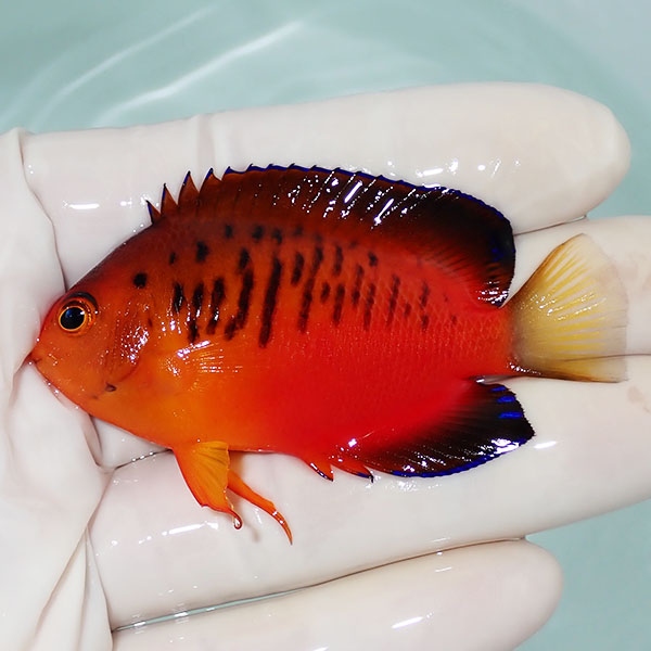 【現物3】ダイダイヤッコ 6.5cm±!海水魚 ヤッコ 15時までのご注文で当日発送(t111(t207