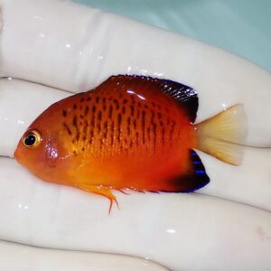 Small bright orange tropical fish held by gloved fingers, with black-edged dorsal fin and yellow tail.