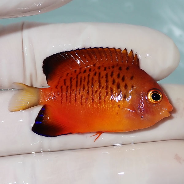 【現物2】ダイダイヤッコ 5cm±!海水魚 ヤッコ 15時までのご注文で当日発送(t111(t207