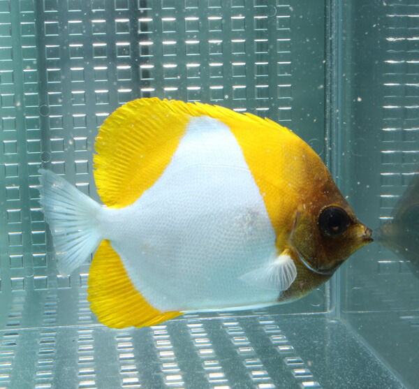 カスミチョウ 9-11cm±! 海水魚 チョウチョウウオ 【チョウチョウウオ】(t114