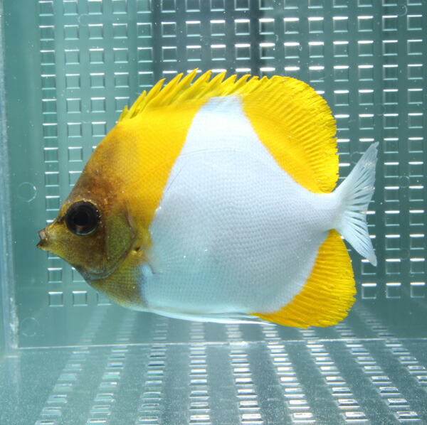 カスミチョウ 9-11cm±! 海水魚 チョウチョウウオ 【チョウチョウウオ】(t114