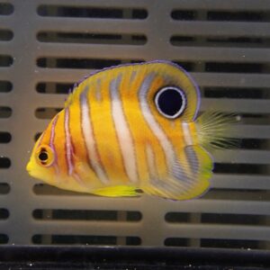 Yellow and white striped butterflyfish with a prominent black eye spot, swimming near an aquarium grate.