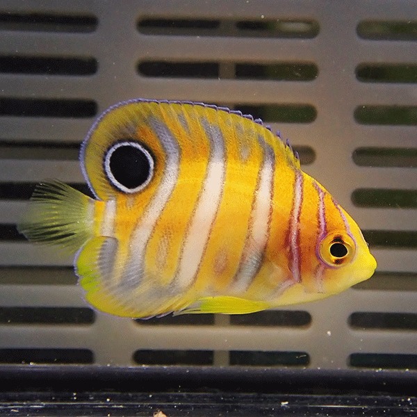 【サンプル】ニシキヤッコベビー 3-4cm ! 海水魚 ヤッコ15時までのご注文で当日発送(t111