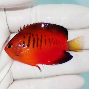 Small red-orange tropical fish with black vertical stripes and a yellow tail held in a gloved hand.